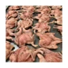 freezy-paws-whole-quail-tray Freeze-dried whole quail pieces displayed on drying tray