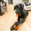 kong-squeak-stix-extra-long-tough-fetch-toy-dog-playing-orange Dog chewing and playing indoors with KONG Squeak Stix Extra Long Fetch Toy in orange