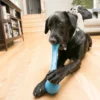 kong-squeak-stix-extra-long-tough-fetch-toy-dog-playing-blue Dog playing indoors with KONG Squeak Stix Extra Long Fetch Toy in blue
