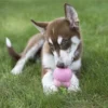 KONG Easy Treat Puppy Paste – Puppy Using Puppy chewing on pink KONG toy filled with KONG Easy Treat Puppy Paste while playing on grass.