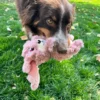kong-scrumplez-bunny-dog-toy-lifestyle Dog playing outdoors with KONG Scrumplez Bunny plush squeaky toy with floppy ears