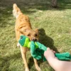 kong-knots-frog-dog-toy-lifestyle Dog playing tug outdoors with KONG Knots Frog Dog Toy