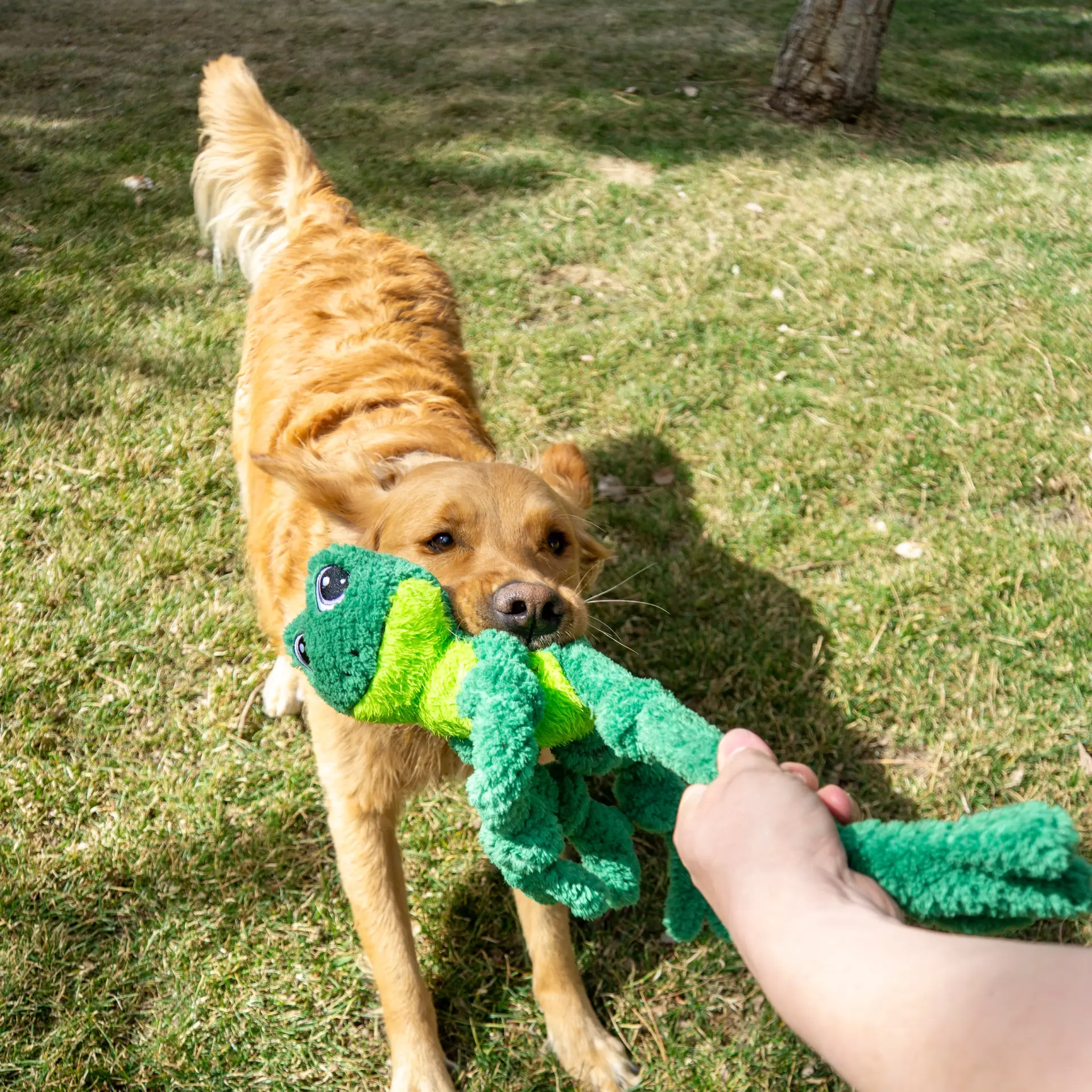 Dog playing tug outdoors with KONG Knots Frog Dog Toy