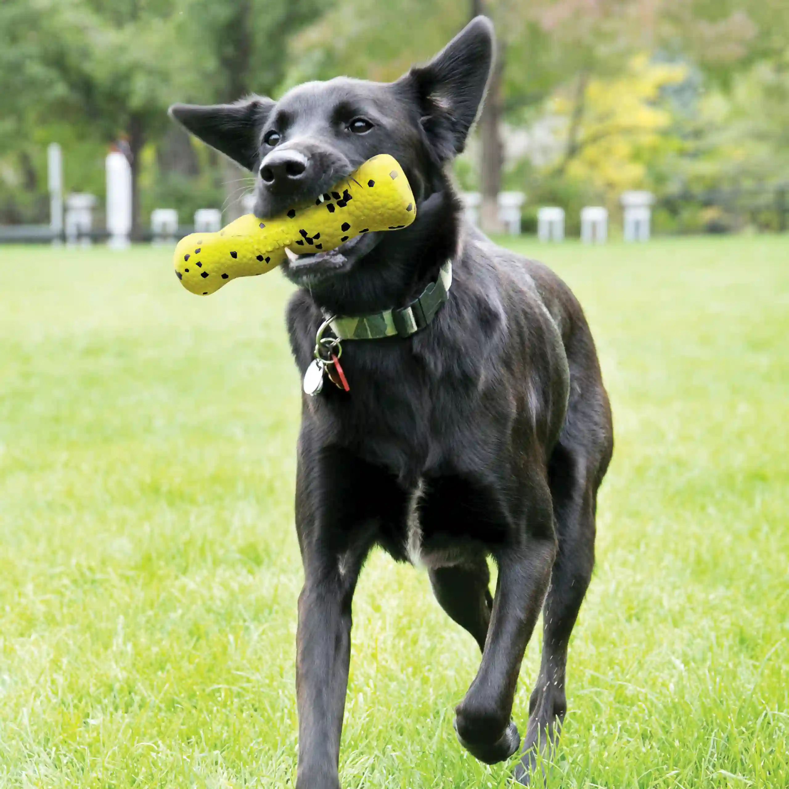 Dog running on grass holding KONG Reflex Stick Dog Toy in mouth during fetch.