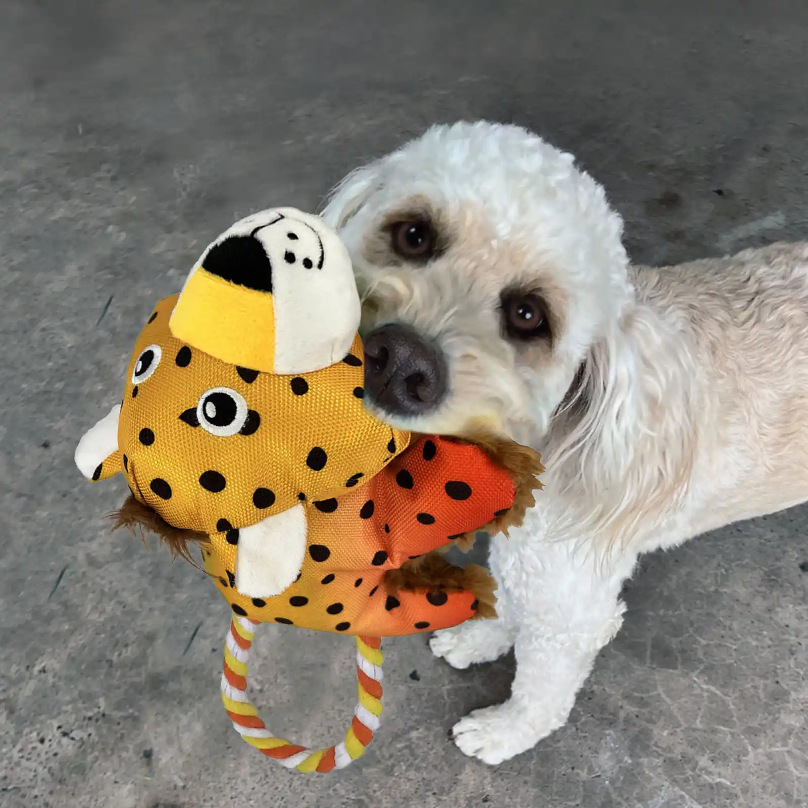 Dog holding KONG Cozie Tuggz Cheetah toy during play