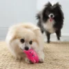 kong-snuzzles-mini-pig-dog-toy-lifestyle Small dog playing indoors with KONG Snuzzles Mini Pig plush squeaky toy