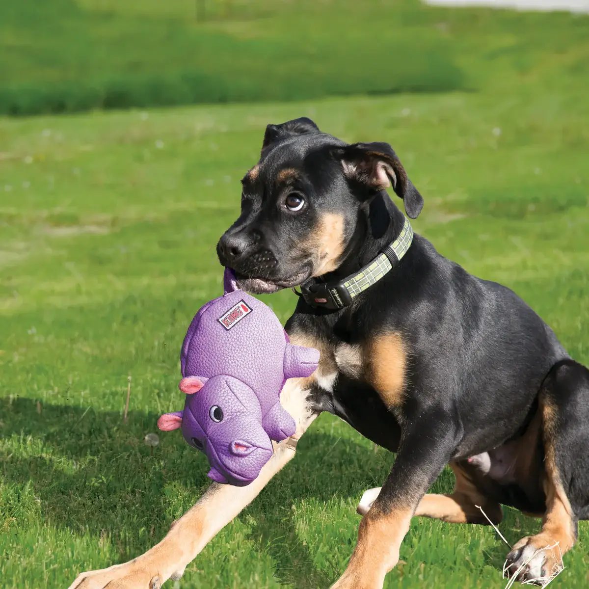 Dog playing outside on grass with KONG Phatz Hippo Medium purple toy