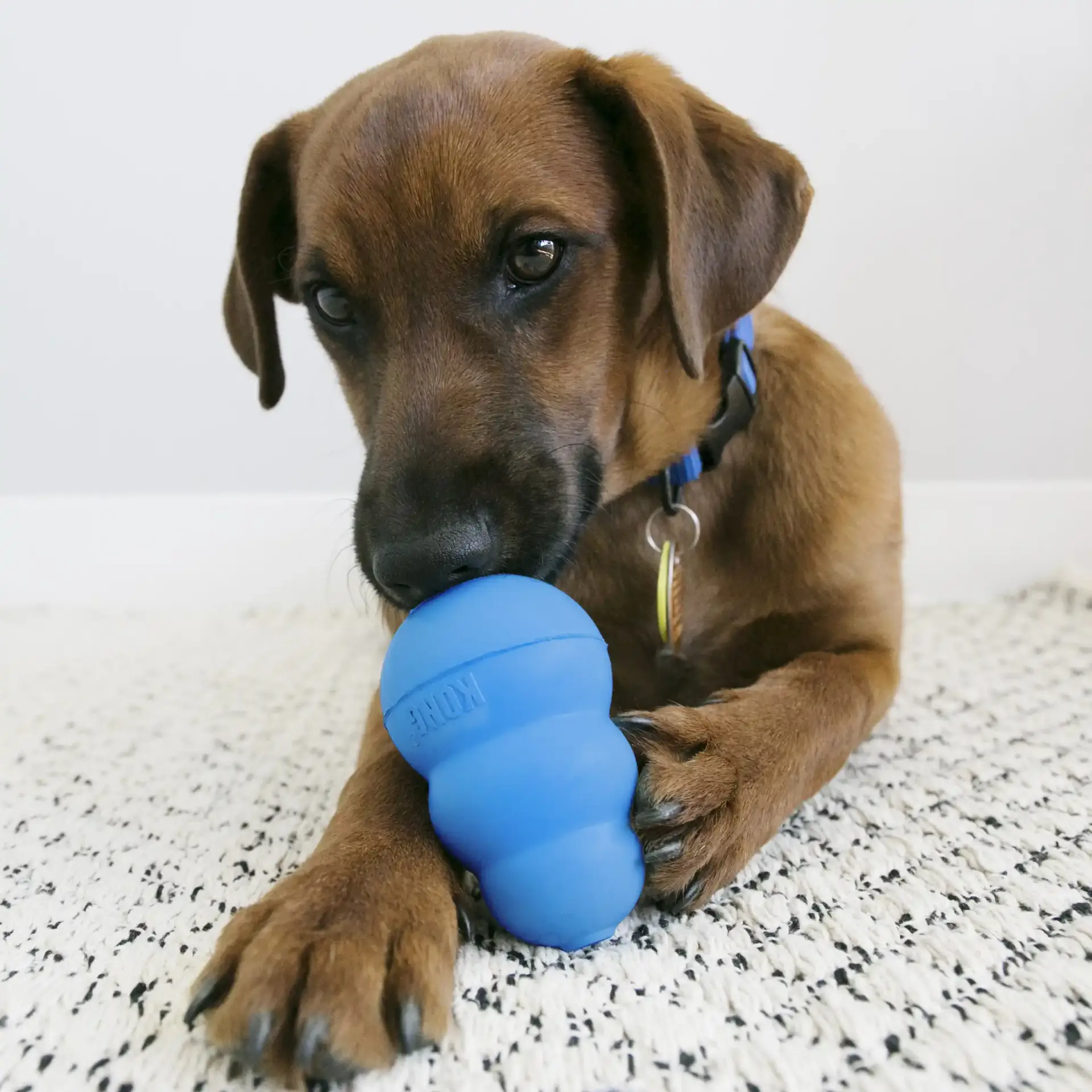 Puppy chewing a blue KONG Puppy Medium toy