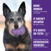 kong-senior-rubber-benefits Dog holding KONG Senior with text describing benefits of KONG natural rubber