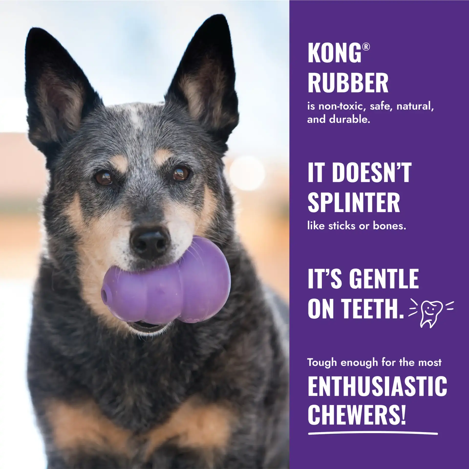 Dog holding KONG Senior with text describing benefits of KONG natural rubber
