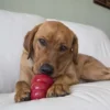 KONG Easy Treat Liver Dog Paste – Dog Using Dog chewing a red KONG toy filled with KONG Easy Treat Liver Paste while relaxing on couch.