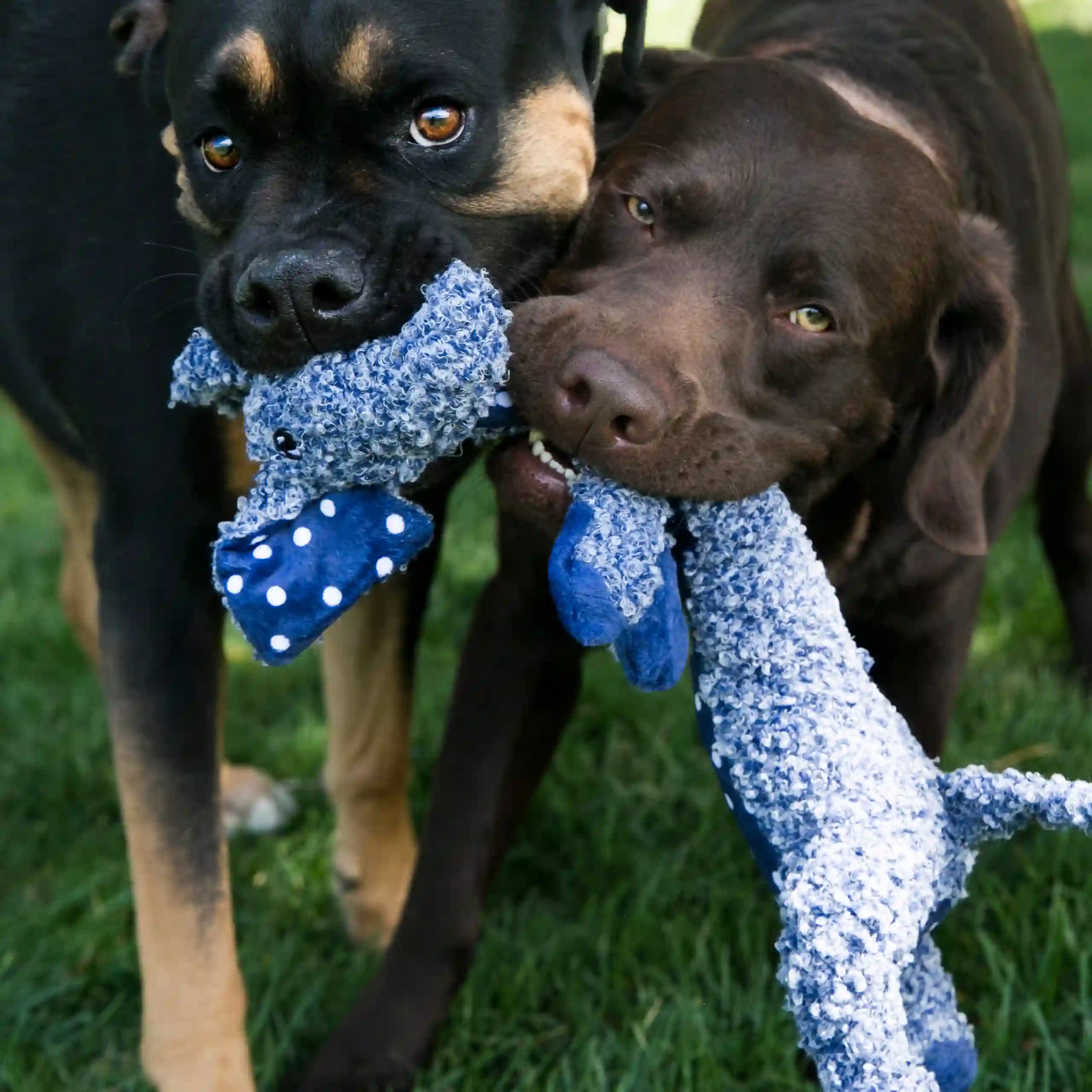 Two dogs playing tug-of-war outdoors with the KONG Shakers Luvs Elephant Dog Toy.