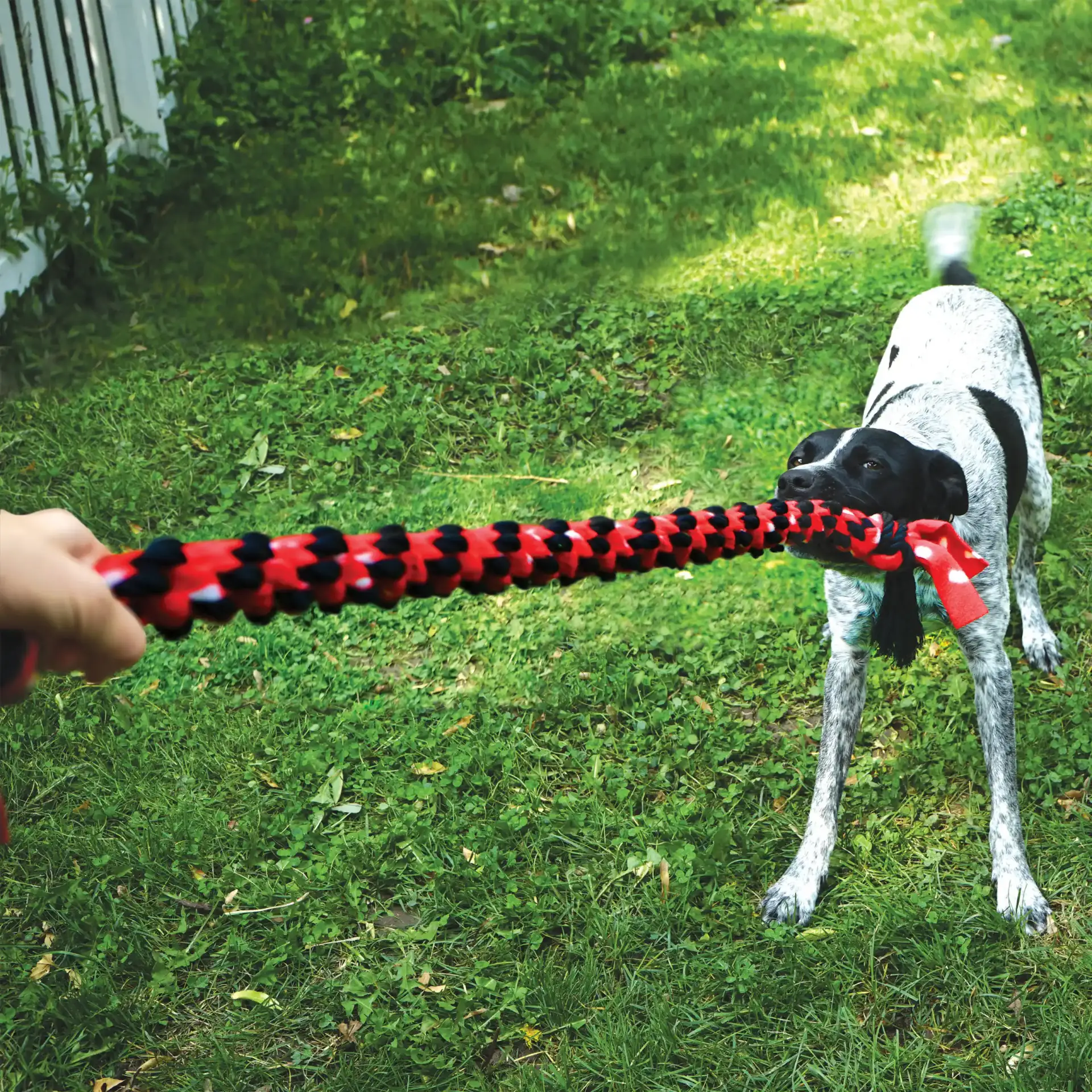 Dog playing tug-of-war outdoors with the Signature Rope Double Tug Toy