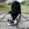 Dog Playing with KONG Sherps Floofs Sheep Dog interacting with the KONG Sherps Floofs Sheep plush toy outdoors.
