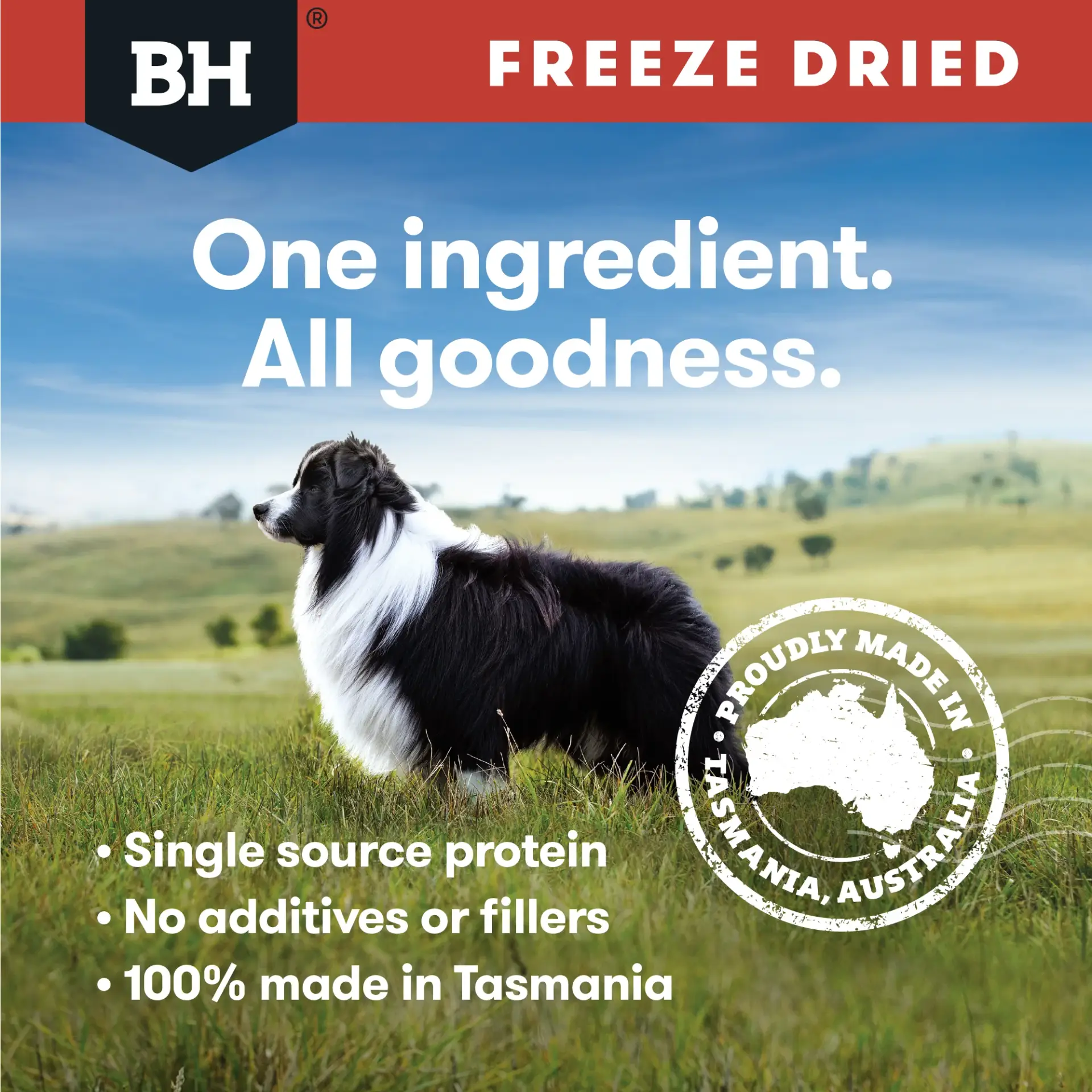 Black Hawk Freeze Dried Kangaroo Australian Ingredient Lifestyle Image dog in field