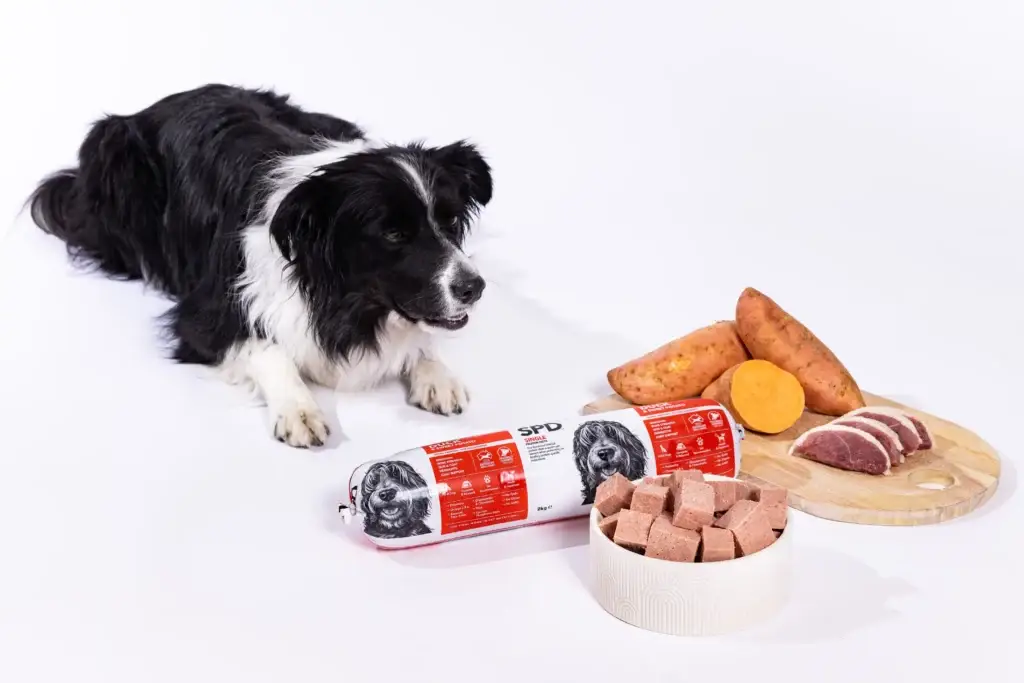 Black and white Border Collie lying beside a Prime100 SPD single protein dog food roll, with cubed portions in a bowl, sliced meat and sweet potato ingredients displayed on a wooden board.