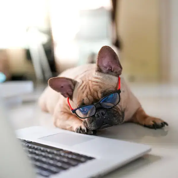 Chuffed Privacy policy