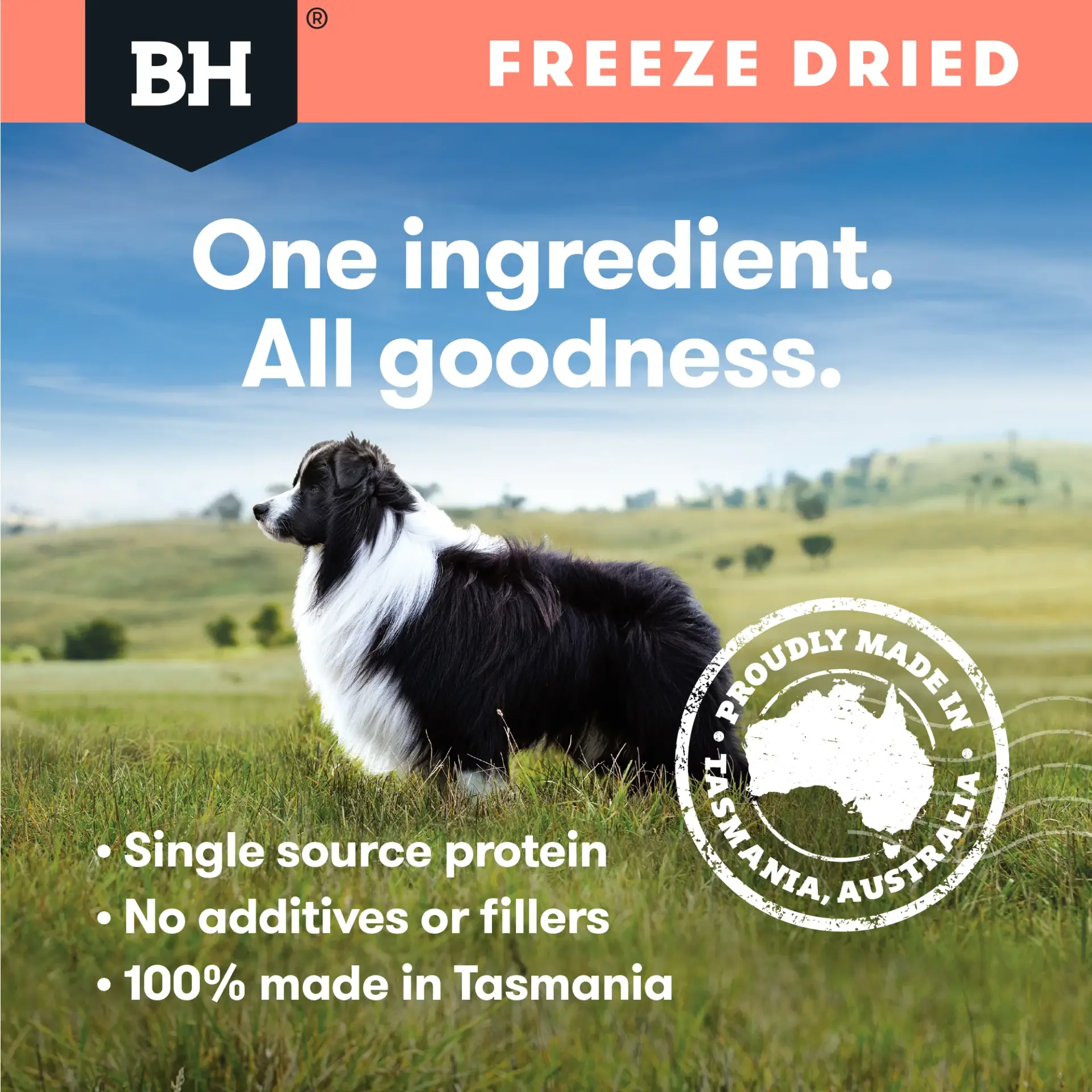 Dog enjoying Black Hawk Freeze Dried Whole Salmon Dog Treats outdoors