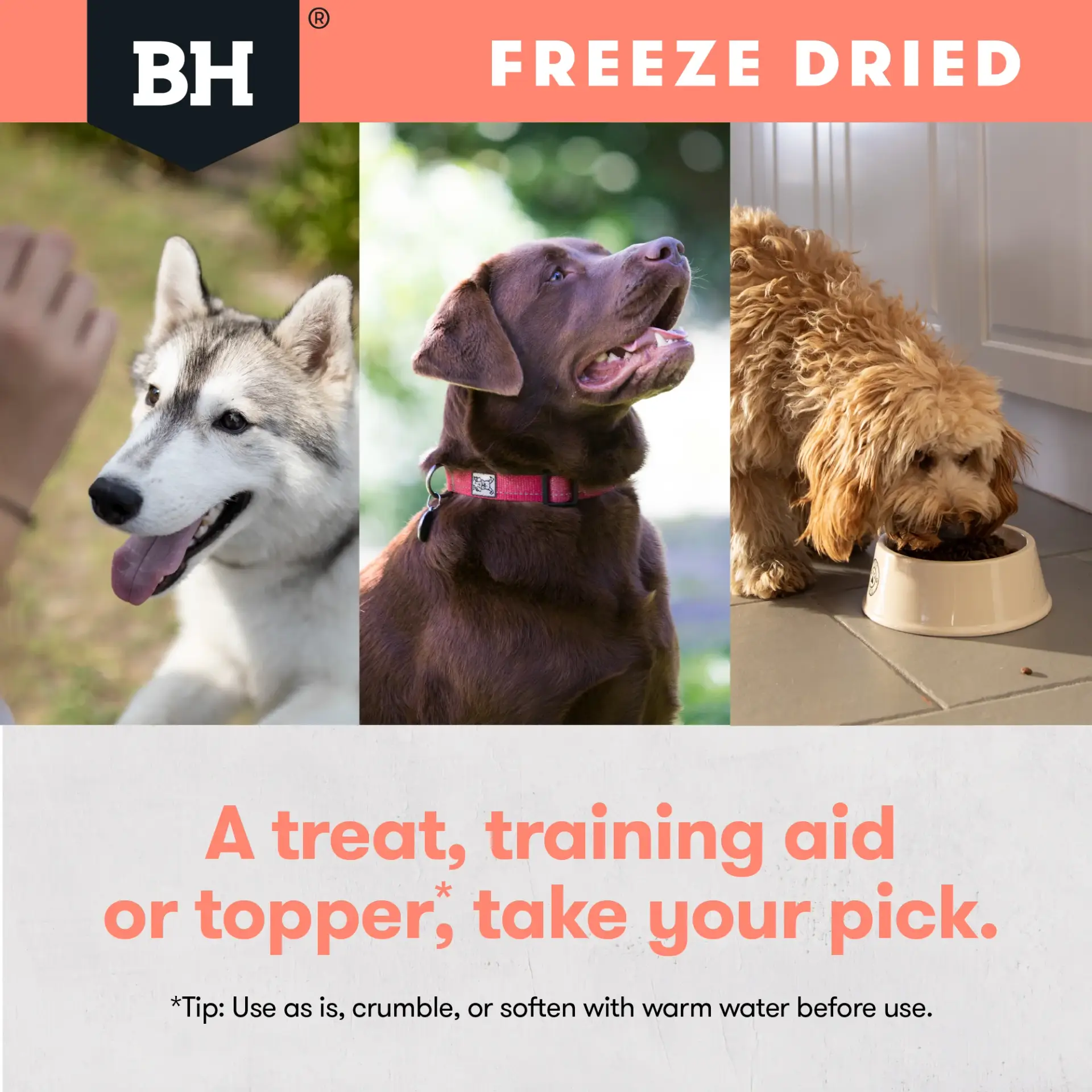 Dogs enjoying Black Hawk Freeze Dried Whole Salmon Dog Treats used as a reward, training aid or meal topper