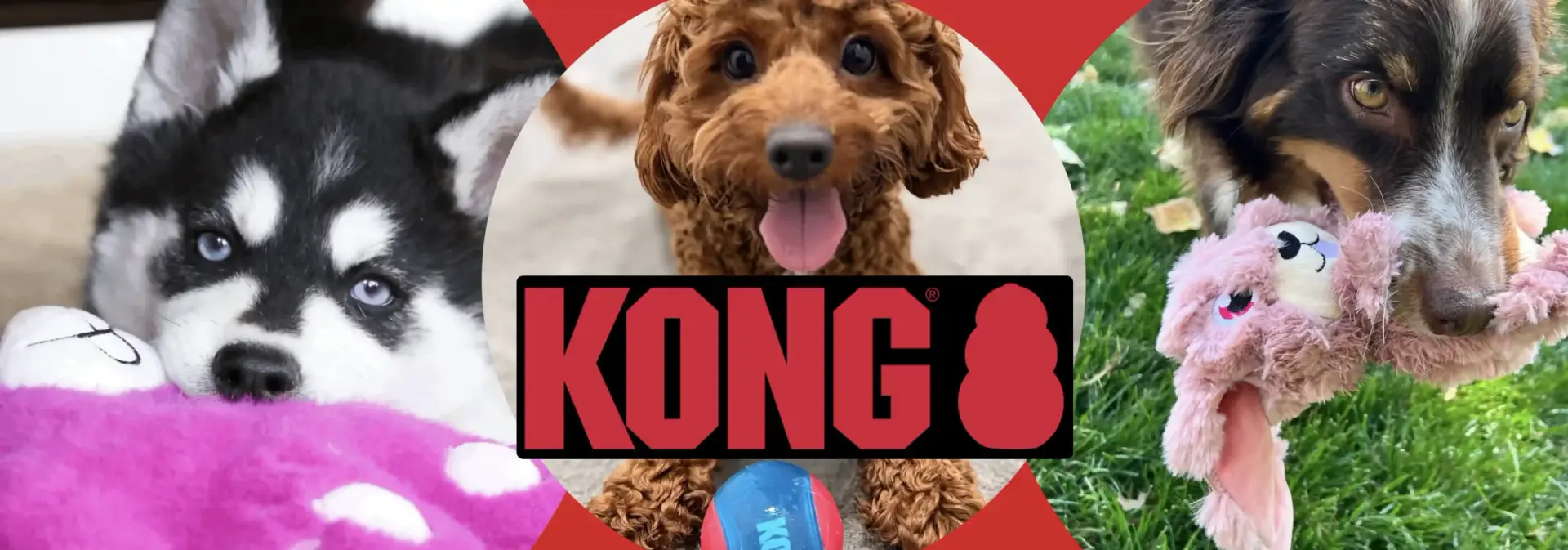 Banner featuring three dogs playing with KONG toys, including a husky puppy with a purple plush toy, a poodle holding a KONG ball, and a dog tugging a pink plush toy, with the KONG logo centred across the image.