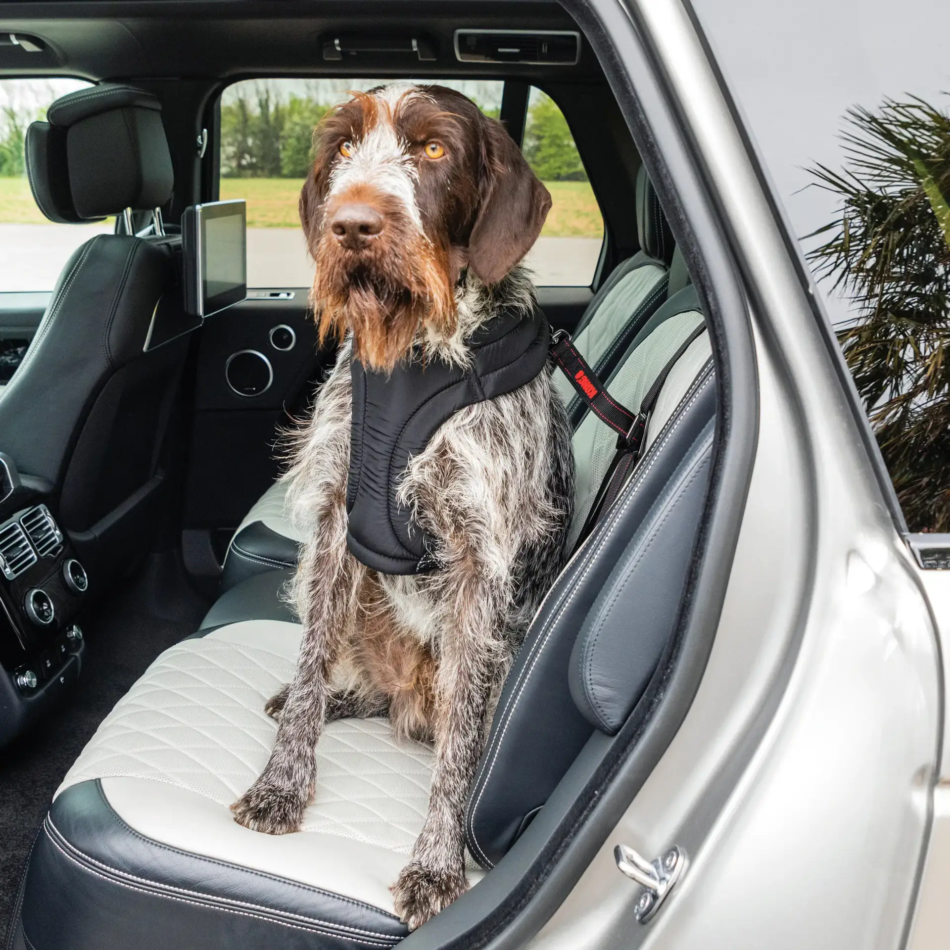 Large dog wearing a harness secured with the KONG Ultimate Safety Tether on a rear car seat