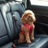 Small dog wearing a harness secured with the KONG Ultimate Safety Tether on a car seat