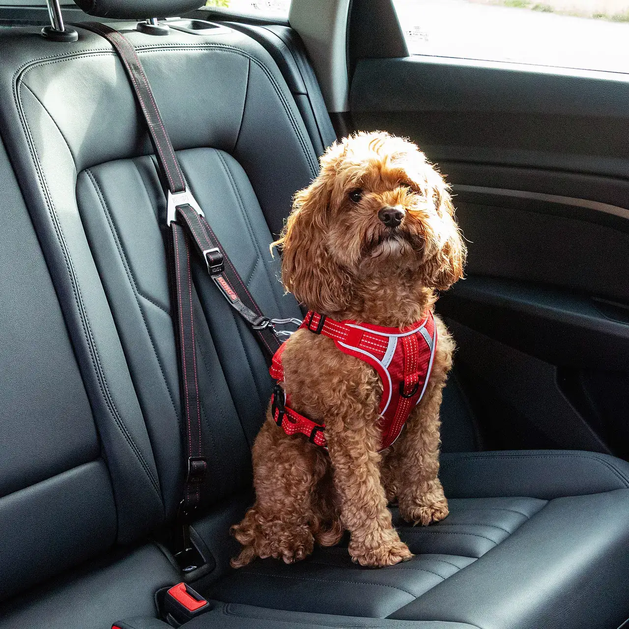 Small dog wearing a harness secured with the KONG Ultimate Safety Tether on a car seat