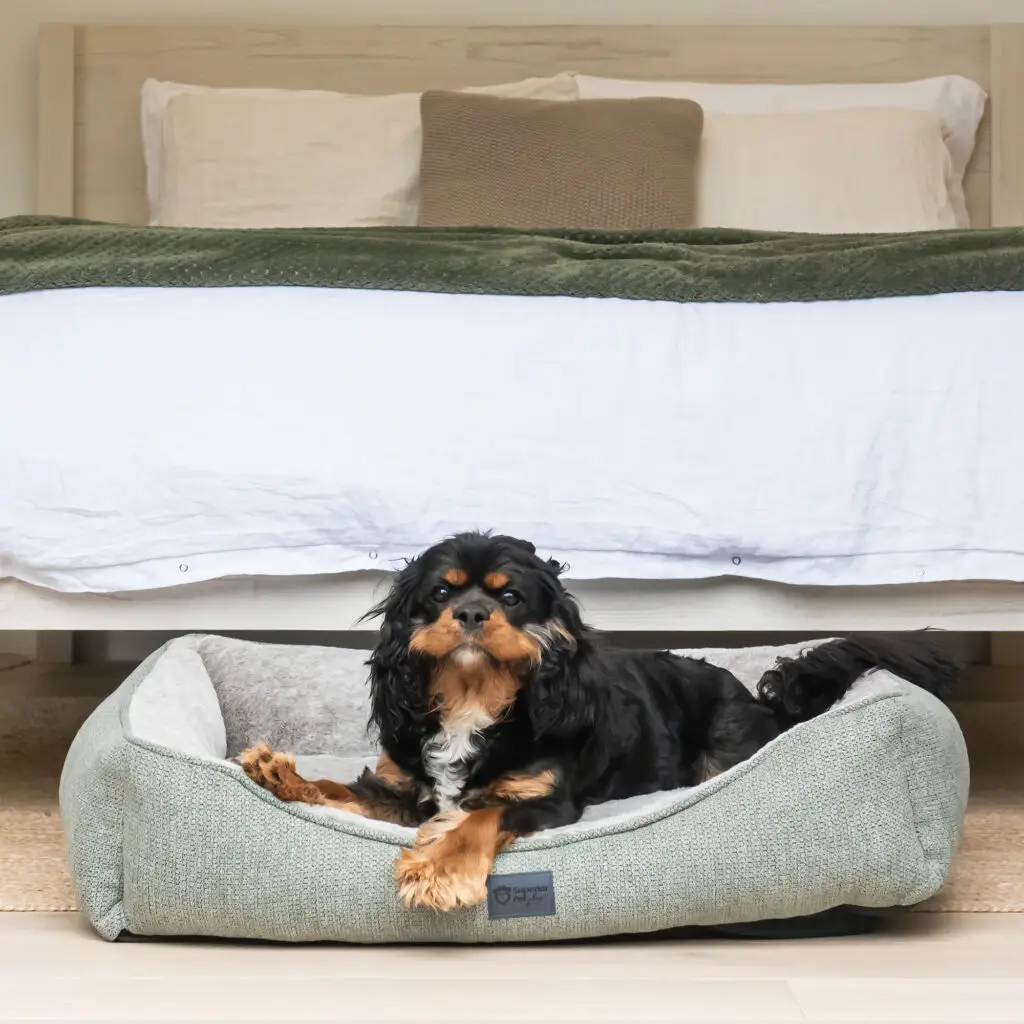 Dog resting comfortably in a Superior Ortho Haven dog bed placed at the foot of a bed