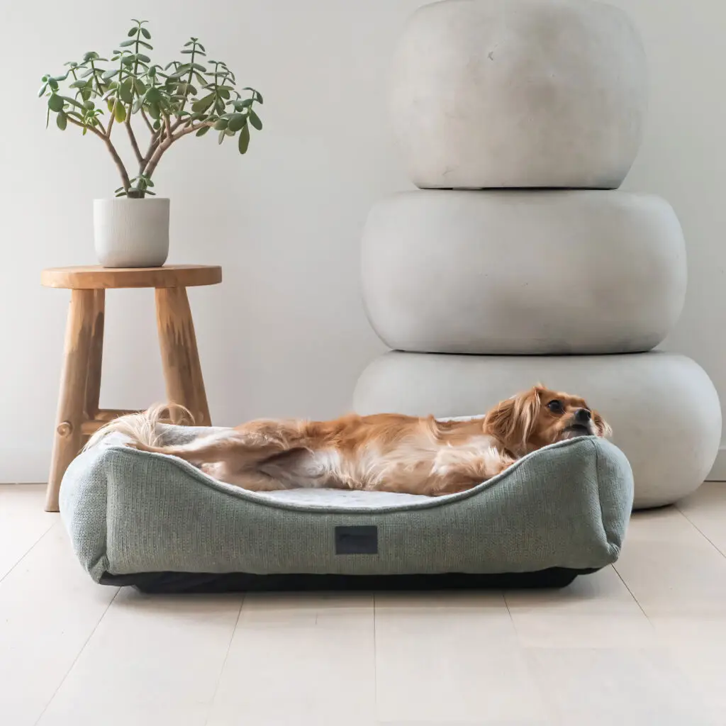 Dog lying stretched out in a Superior Ortho Haven orthopaedic dog bed indoors