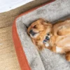 Dog sleeping comfortably in a Superior Ortho Haven orthopaedic dog bed with soft bolstered sides
